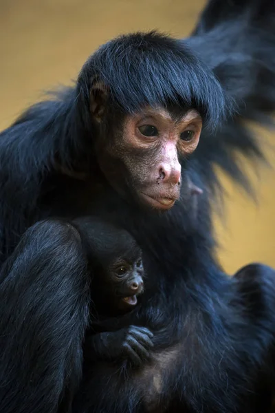 Mono araña con bebé — Foto de Stock