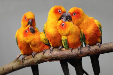Sun parakeets in nature  clipart