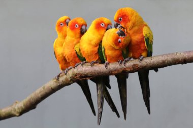 Sun parakeets in nature  clipart