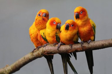 Güneş parakeets vahşi doğada 