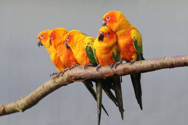 Güneş parakeets vahşi doğada 