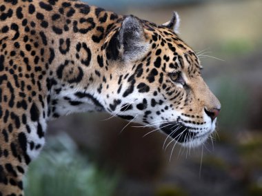 wild Jaguar in nature clipart