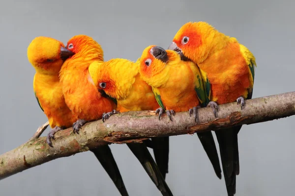 Sun parakeets in nature — Stock Photo, Image
