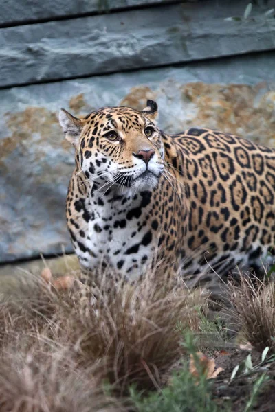 Wild Jaguar in nature — Stock Photo, Image