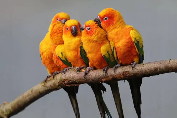 Güneş parakeets vahşi doğada — Stok fotoğraf