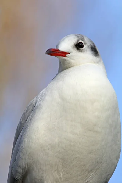 Gaivota selvagem na natureza — Fotografia de Stock