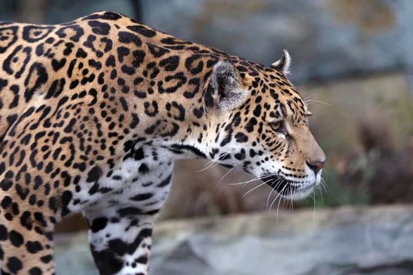 Divoký Jaguar v přírodě — Stock fotografie