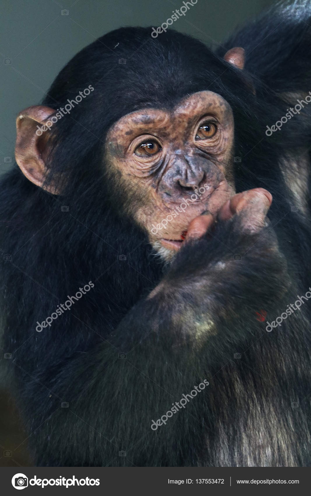 Chimpanzee baby in nature Stock Photo by ©EBFoto 137553472