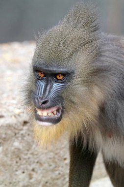 doğada vahşi Mandrill'di