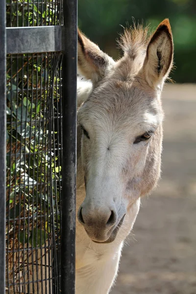 Jovem burro branco — Fotografia de Stock