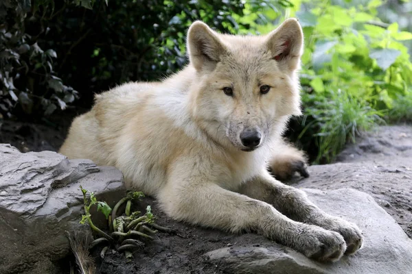 Mladý bílý vlk — Stock fotografie