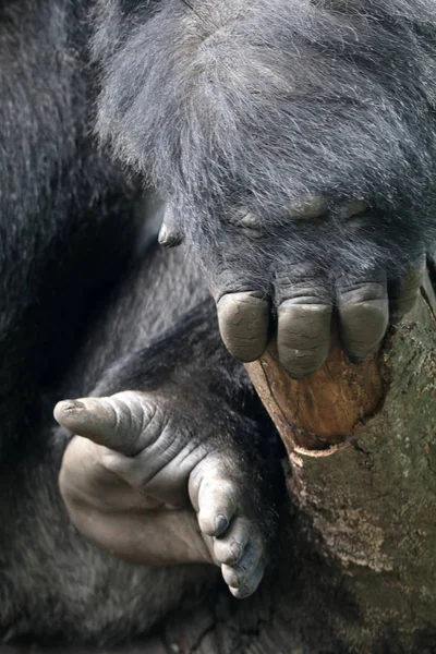 Gorila mano y pies — Foto de Stock