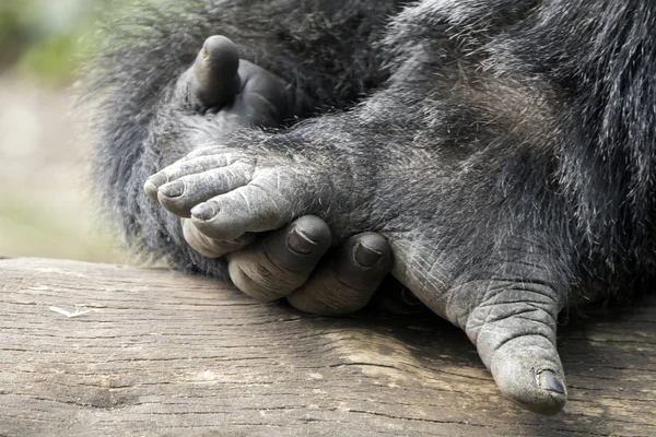 Gorila mão e pés — Fotografia de Stock
