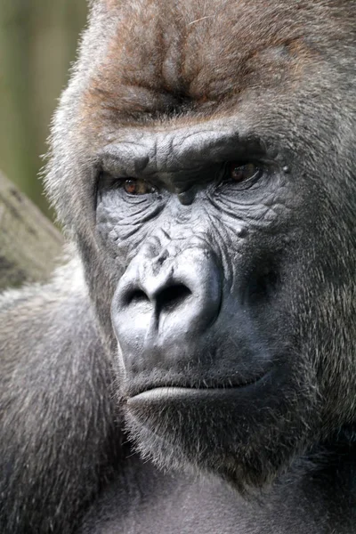 Wild Gorilla in nature — Stock Photo, Image