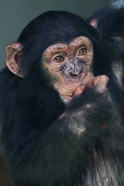 Chimpanzee baby in nature — Stock Photo, Image