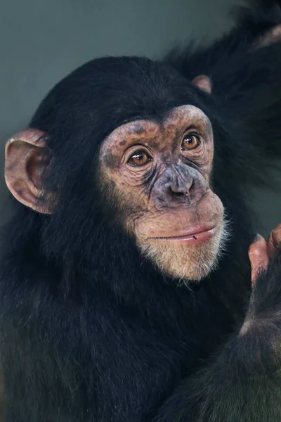 Chimpanzé bébé dans la nature — Photo