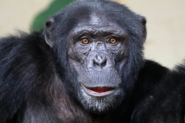 Wild Chimpanzee in nature — Stock Photo, Image