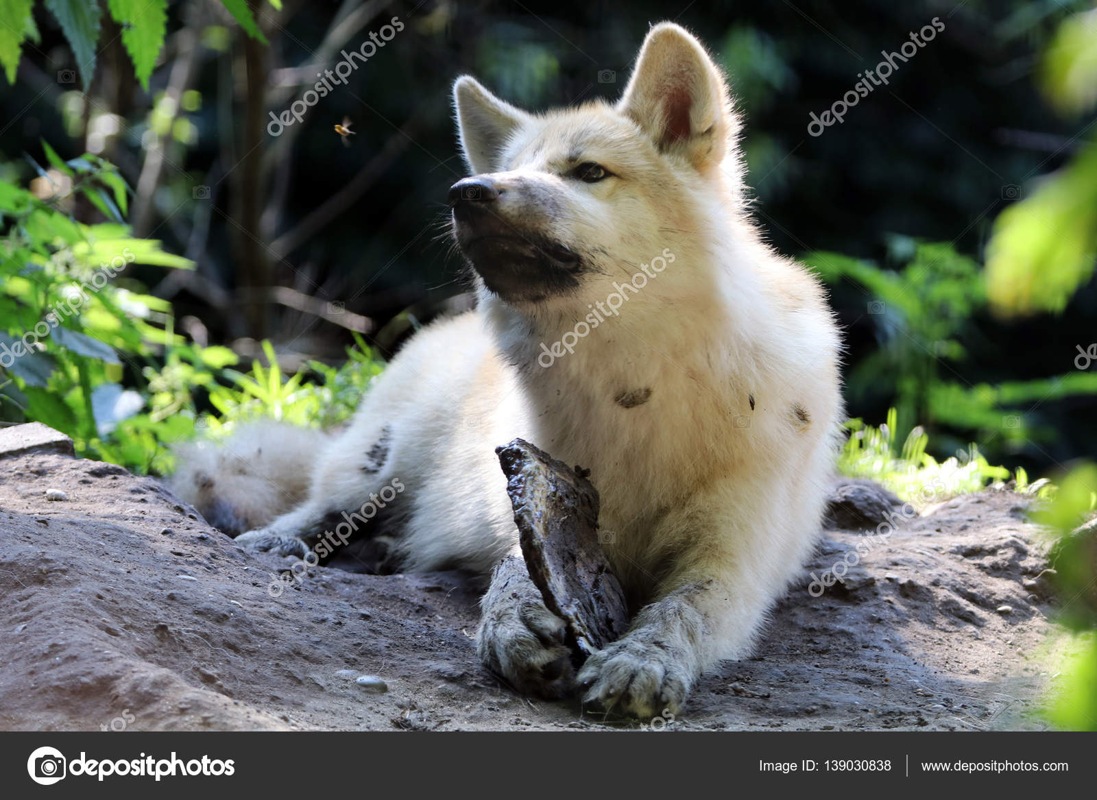 Young White wolf — Stock Photo © EBFoto #139030838