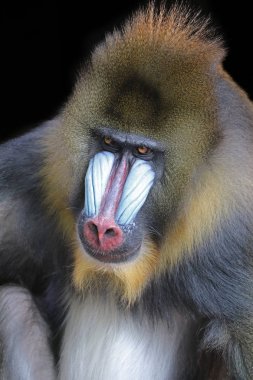 primat, erkek Mandrill'di