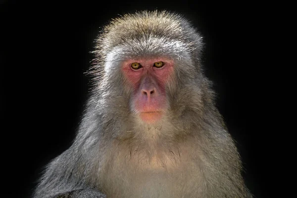 Un macaco japonés — Foto de Stock