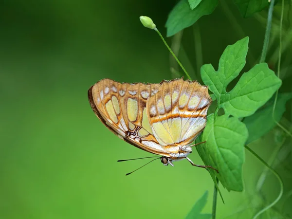 Hermosa mariposa malaquita — Foto de Stock