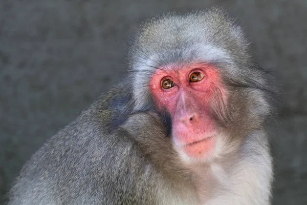 One Japanese macaque — Stock Photo, Image