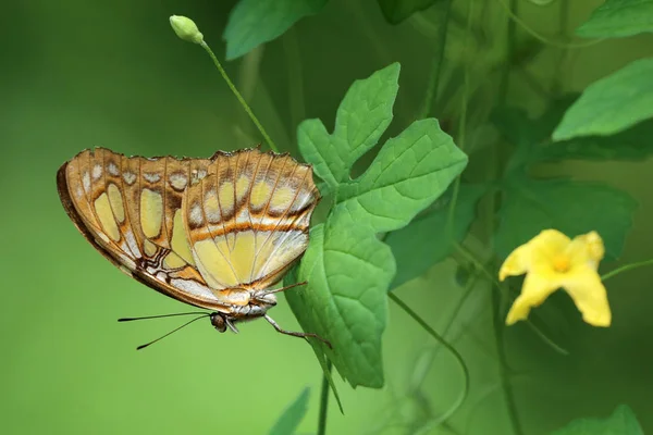 Beautiful malachite butterfly — Stock Photo, Image