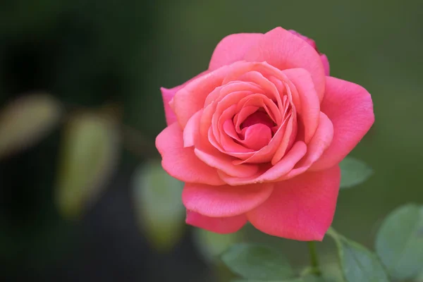 Mooie roze roos — Stockfoto