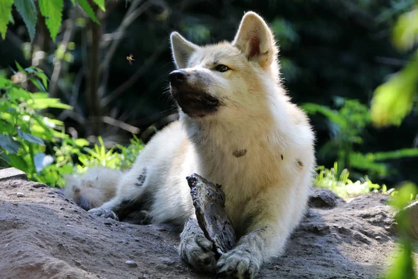 Junger weißer Wolf — Stockfoto