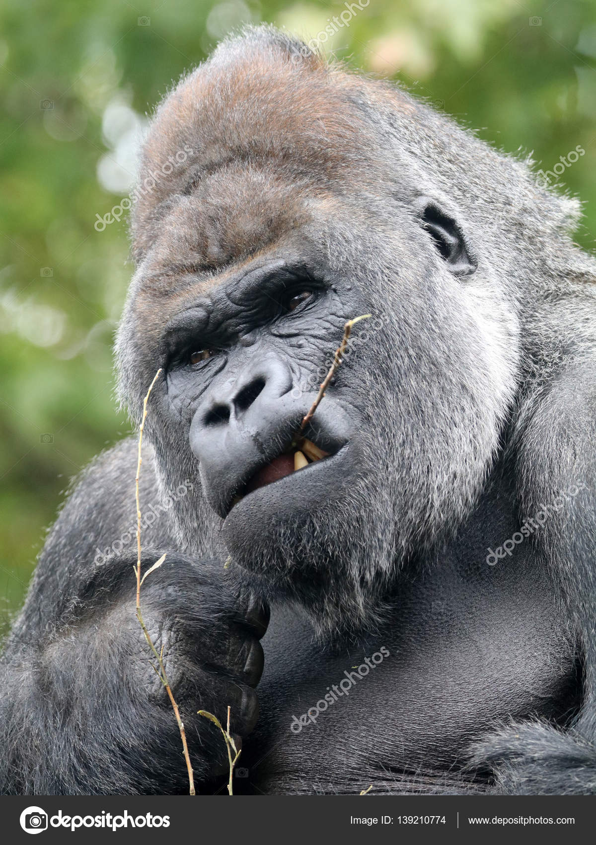 silverback gorilla teeth