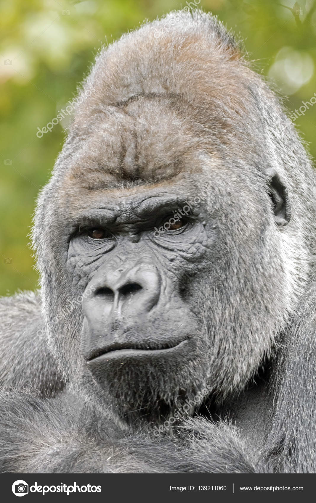 Male silverback gorilla Stock Photo by ©EBFoto 139211060
