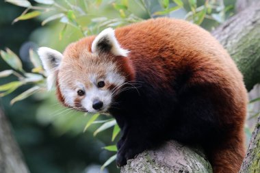 Red panda ağaç üzerinde