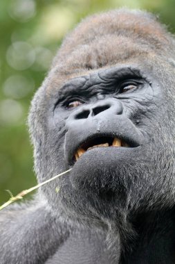 Erkek gümüş sırtlı goril