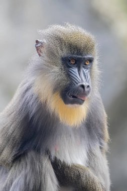 primat, erkek Mandrill'di