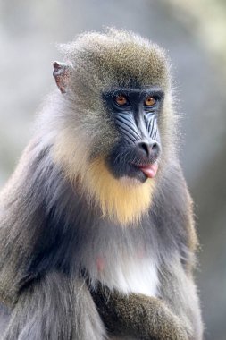 primat, erkek Mandrill'di