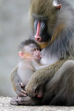 Küçük bebek ile Mandrill'di