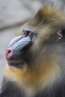 primat, erkek Mandrill'di