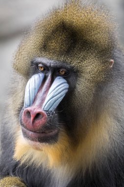 primat, erkek Mandrill'di