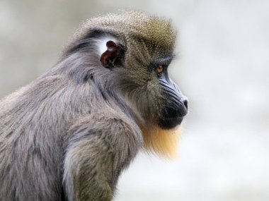 primat, erkek Mandrill'di