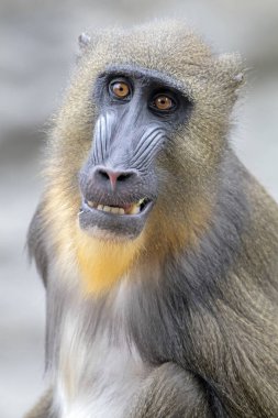 primat, erkek Mandrill'di