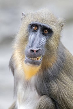 primat, erkek Mandrill'di
