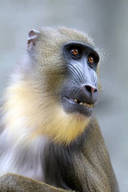 primat, erkek Mandrill'di