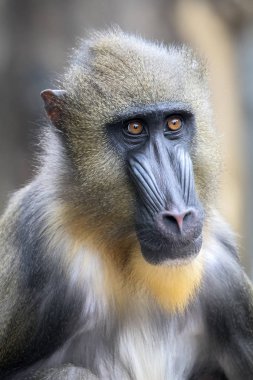 primat, erkek Mandrill'di