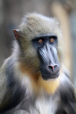 primat, erkek Mandrill'di