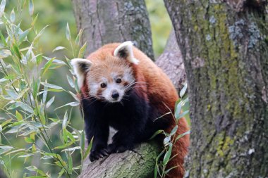 Red panda ağaç üzerinde