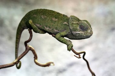 büyük Jemen bukalemun