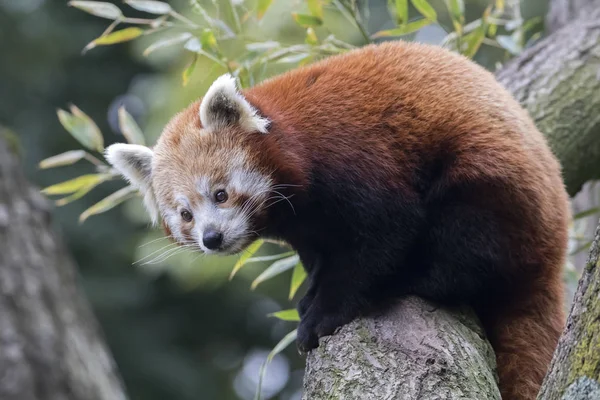 Panda rosso sull'albero — Foto Stock