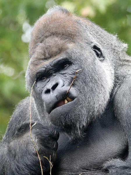 Männlicher Silberrücken-Gorilla — Stockfoto