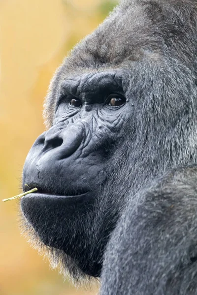 Male silverback gorilla — Stock Photo, Image
