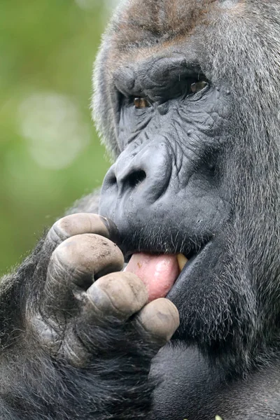 Mannelijke Zilverrug gorilla — Stockfoto